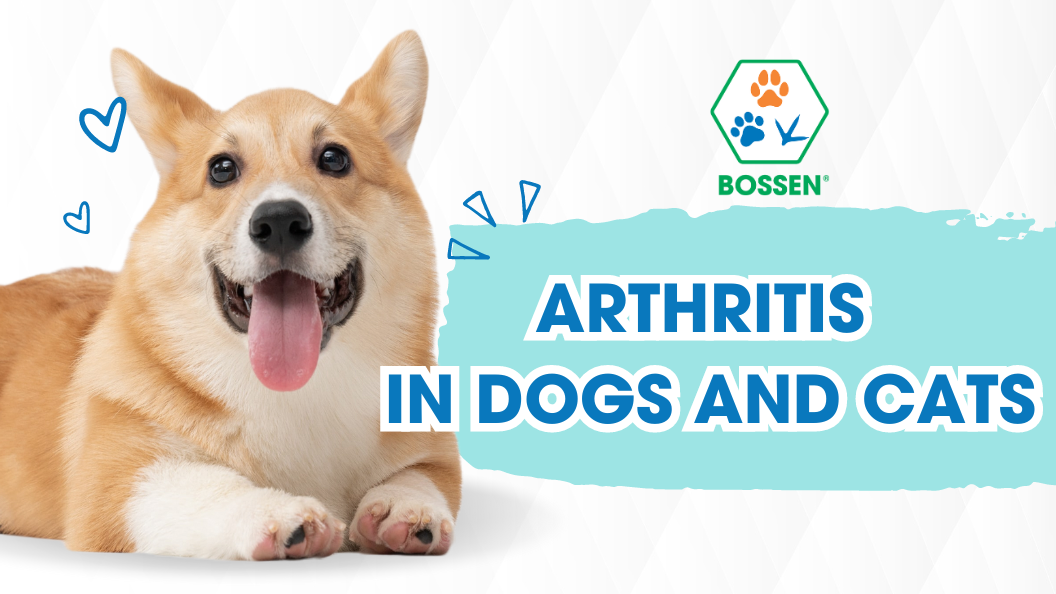 Hình ảnh bài viết