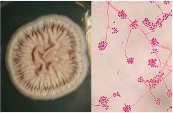 Qizlar harbiy royxatga olish va royxatga olish bolimida yigitni kozdan kechirmoqda (porno video)