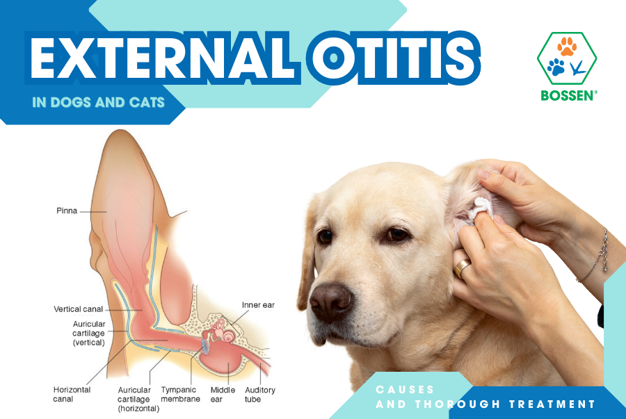 EXTERNAL OTITIS IN DOGS AND CATS